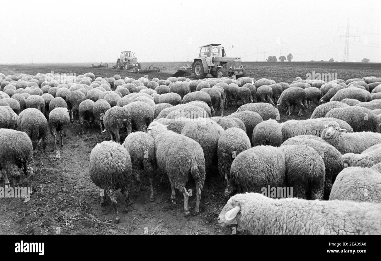 30 novembre 1983, Sassonia, Kyhna: Mentre un gregge di pecore mangia dai campi raccolti, i trattori ZT 300 tirano il solco autunnale per la nuova semina. La data esatta della foto non è nota. Foto: Volkmar Heinz/dpa-Zentralbild/ZB Foto Stock