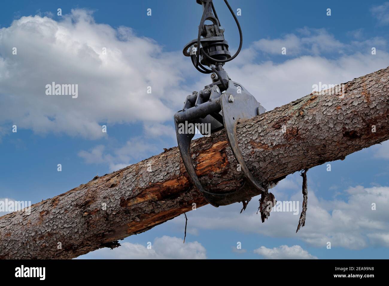 L'attacco della benna a polipo per caricatore di tronchi carica tronchi di legno in un luogo di lavoro, dettaglio, cielo come sfondo. Foto Stock
