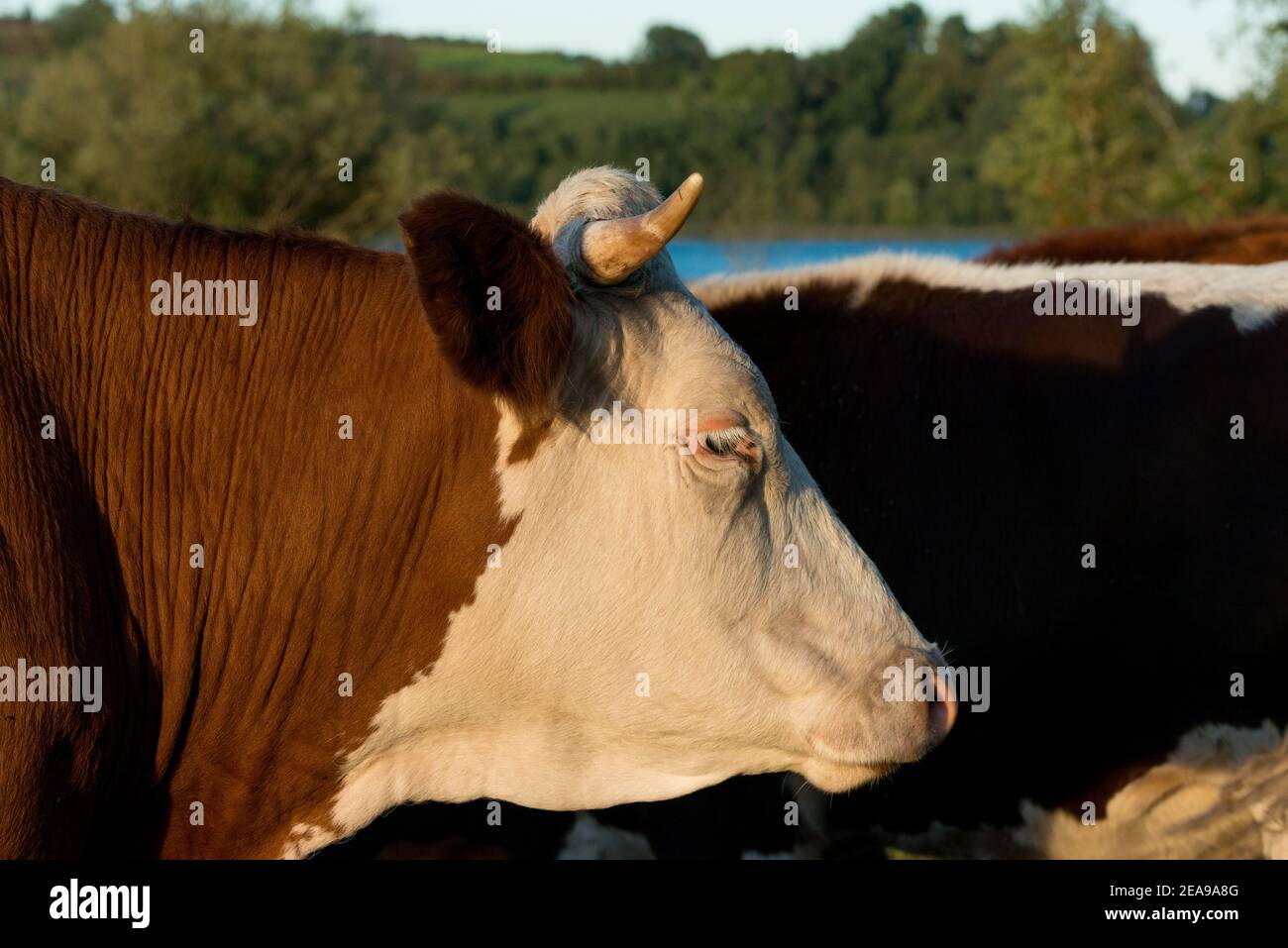 Mucca, pascolo, fattoria, primo piano Foto Stock