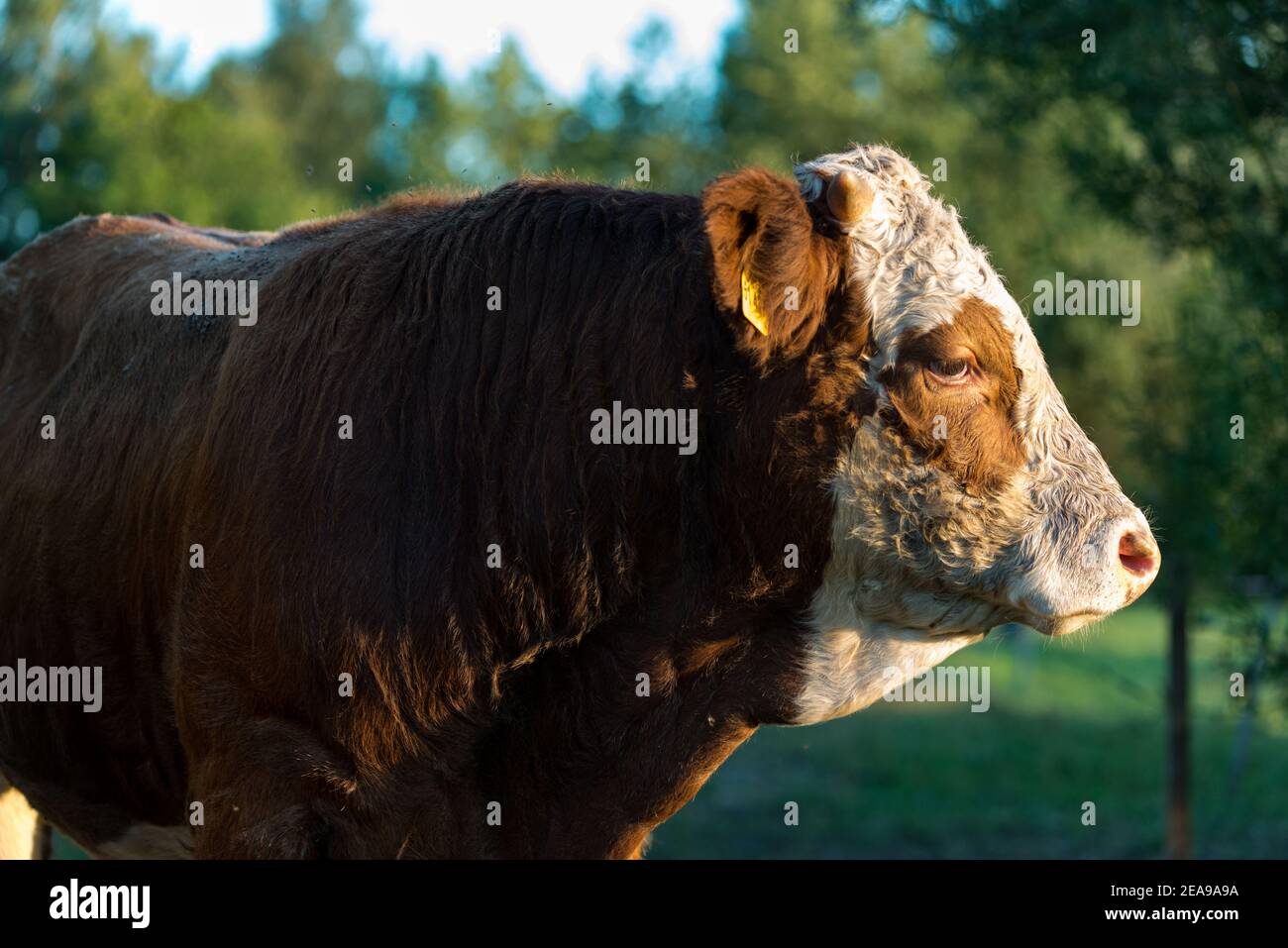 Mucca, pascolo, fattoria, primo piano Foto Stock