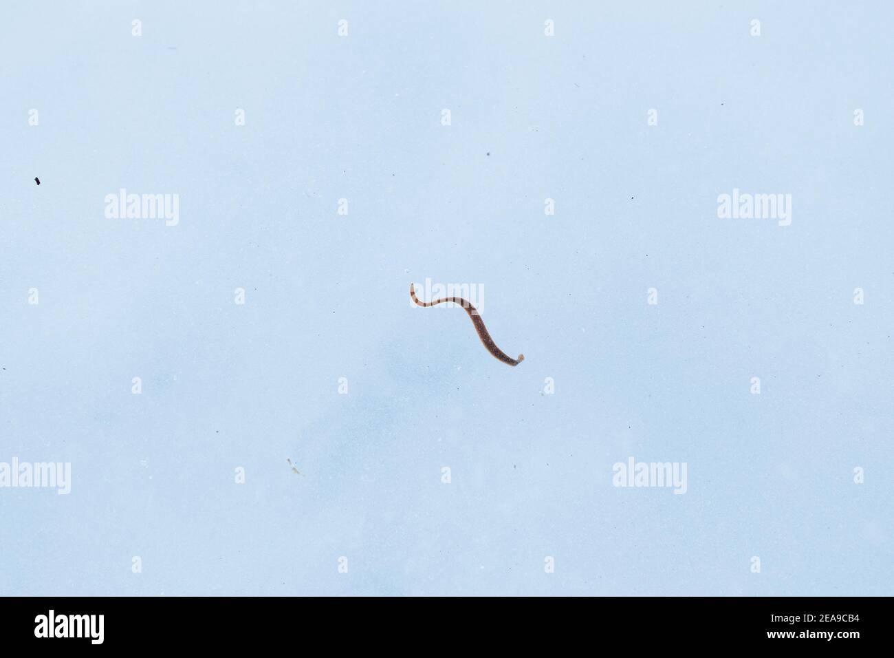 L'annelide o il leech del tapeworm nuota nell'acqua blu del lago. Parassiti pericolosi in natura Foto Stock