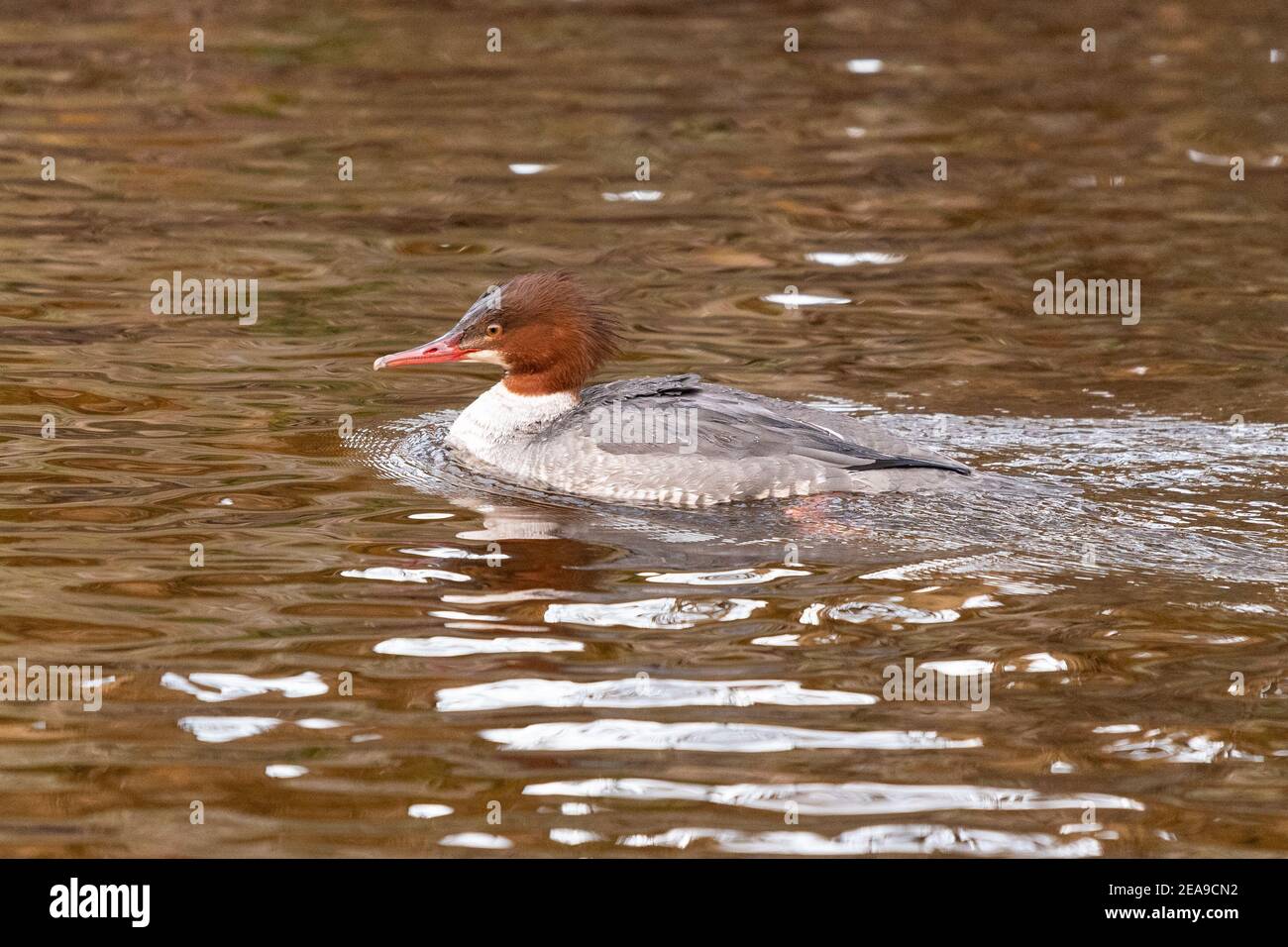 Goosander - femmina (mergus merganser) - Endrick Water, Scozia, UK Foto Stock