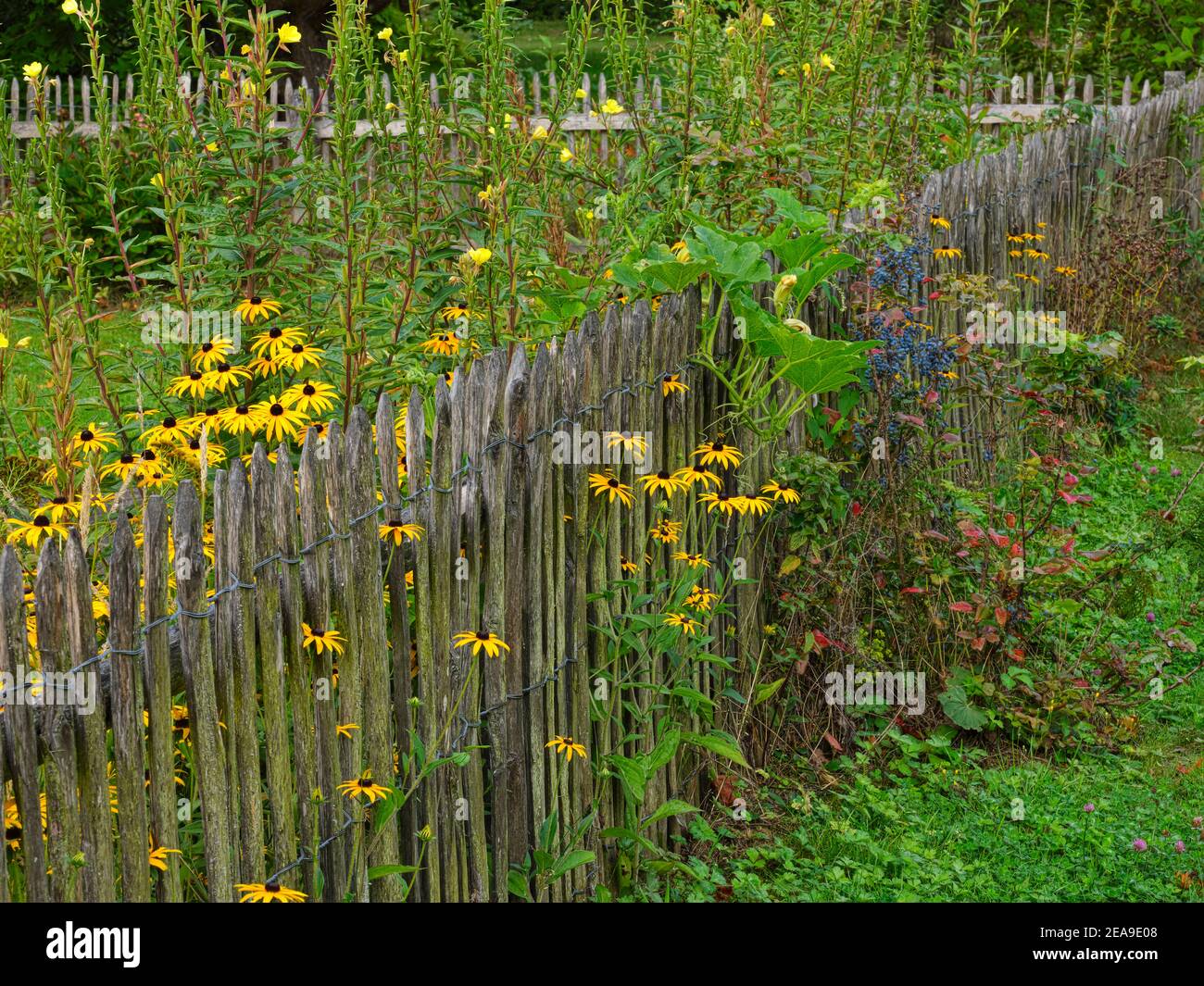 Europa, Germania, Assia, Marburg, Orto Botanico dell'Università di Philipp sui Monti Lahn, rudbeckia fiorente sulla recinzione del giardino Foto Stock