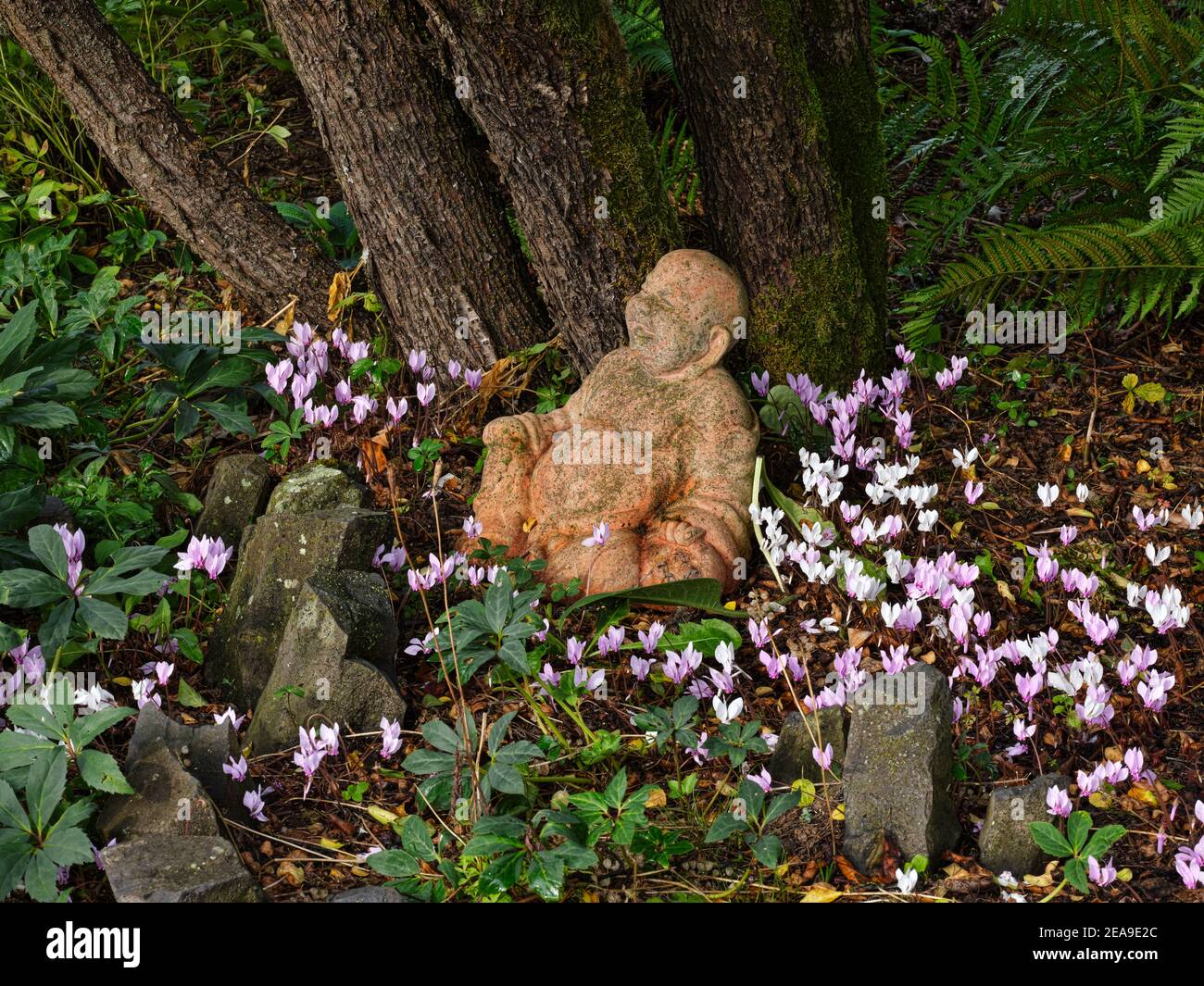 Europa, Germania, Assia, Marburg, Orto Botanico dell'Università di Filippo sulle montagne di Lahn, Buddha figura tra ciclamini Foto Stock