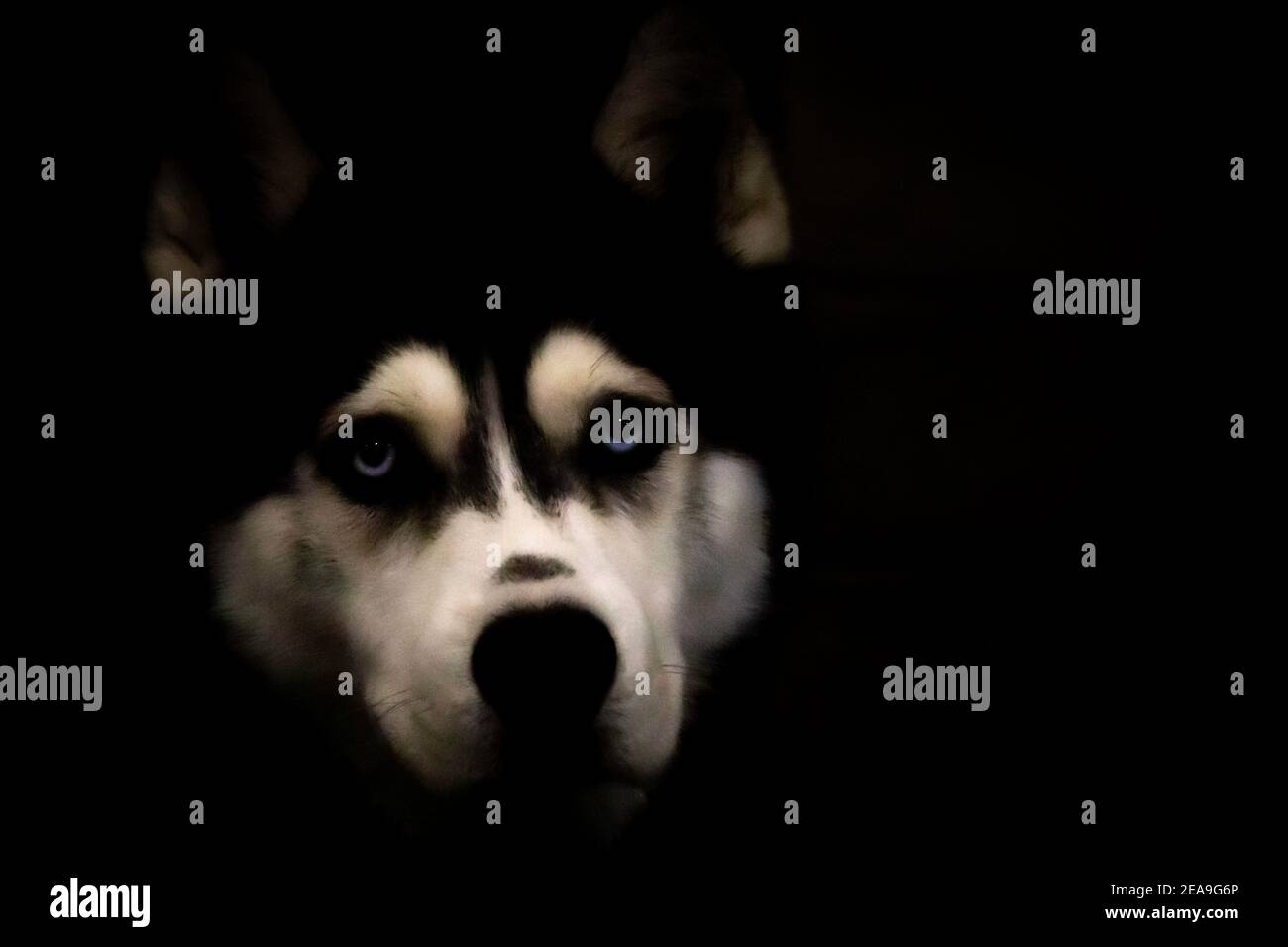 Colpo di testa di un cane Husky con uno sfondo molto scuro. Il bianco sul viso e gli occhi blu si distinguono davvero. Foto Stock