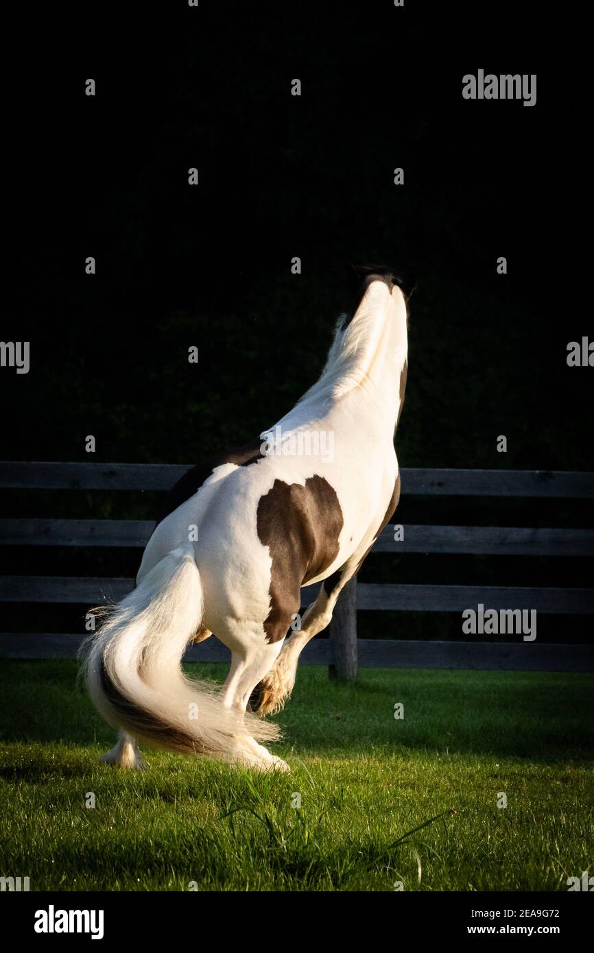 Un cavallo nero e bianco zingaro vanner si erge sulle gambe posteriori prima di fare un giro netto in un pascolo verde. La parte posteriore è rivolta verso la fotocamera. Foto Stock