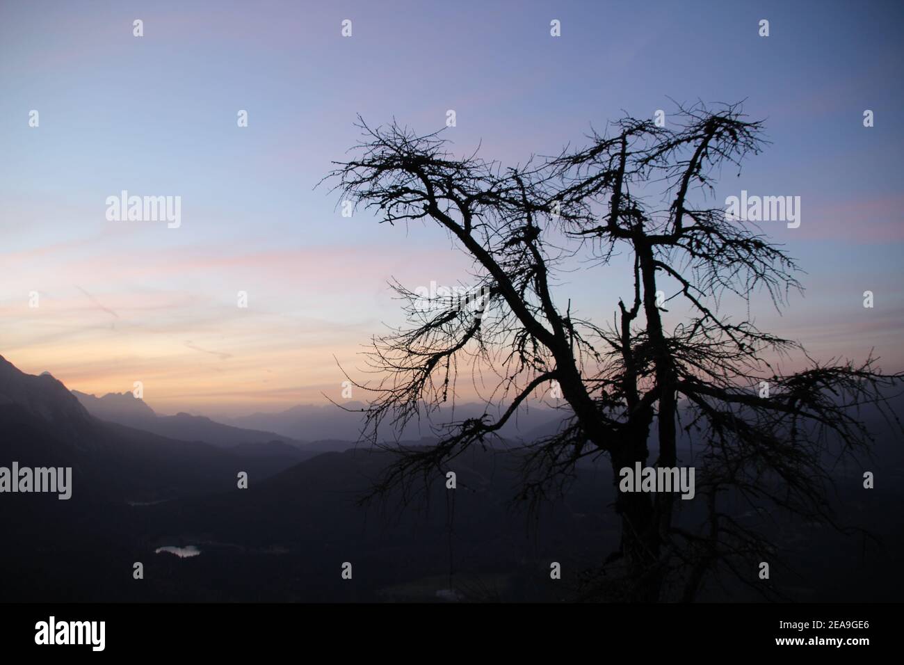 Tramonto visto dal Mittenwalder Hütte sul Karwendel, verso i Monti Wetterstein, Lautersee, lo Zugspitze sullo sfondo, larice in primo piano Foto Stock