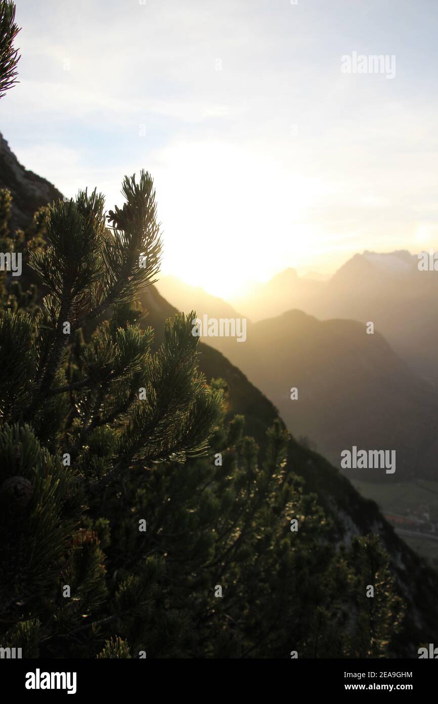 Tramonto in direzione dei Monti Wetterstein, preso a Gamseck sopra il rifugio Mittenwalder, pino di montagna in primo piano Foto Stock