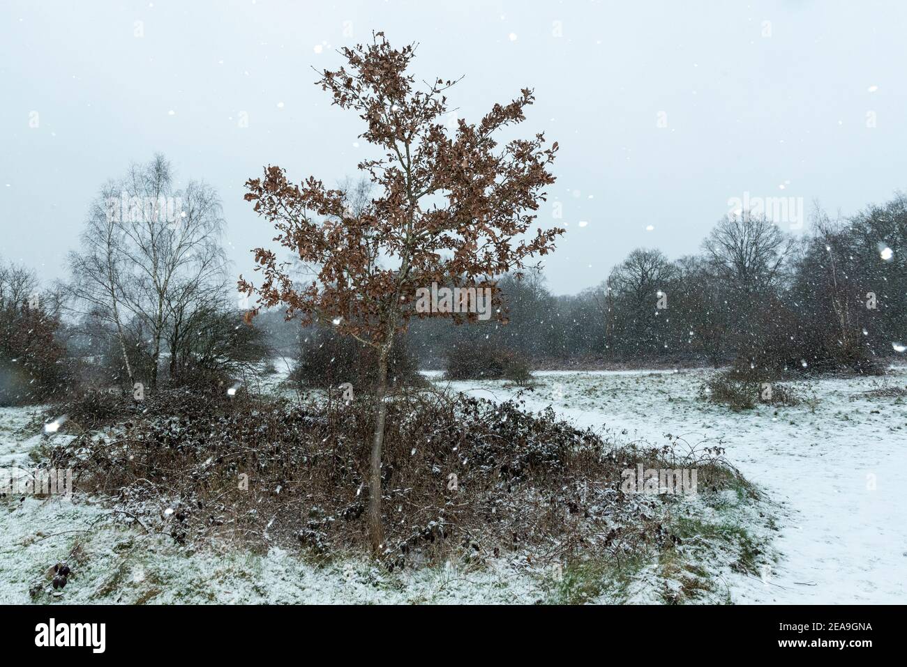 Ruislip, Regno Unito. 8 febbraio 2021. UK Weather: Un albero in Poors Field vicino Ruislip Woods durante le nevi flurries causate da Storm Darcy che ha portato il tempo artico nel Regno Unito dall'Europa. L'Ufficio MET ha emesso gravi avvertenze meteorologiche per i prossimi giorni, poiché si prevede che il clima freddo e nevoso proseguirà. Credit: Stephen Chung / Alamy Live News Foto Stock
