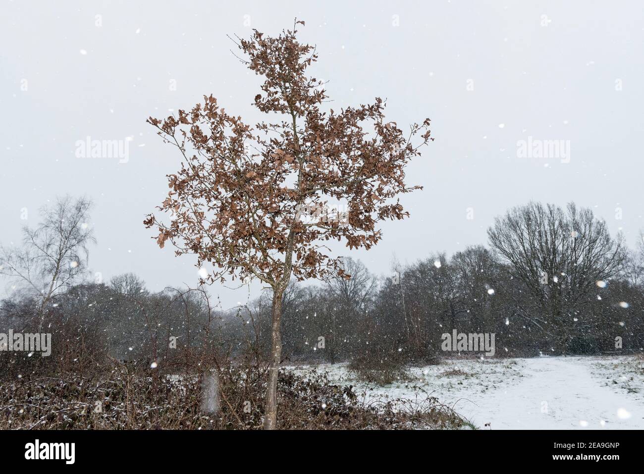 Ruislip, Regno Unito. 8 febbraio 2021. UK Weather: Un albero in Poors Field vicino Ruislip Woods durante le nevi flurries causate da Storm Darcy che ha portato il tempo artico nel Regno Unito dall'Europa. L'Ufficio MET ha emesso gravi avvertenze meteorologiche per i prossimi giorni, poiché si prevede che il clima freddo e nevoso proseguirà. Credit: Stephen Chung / Alamy Live News Foto Stock