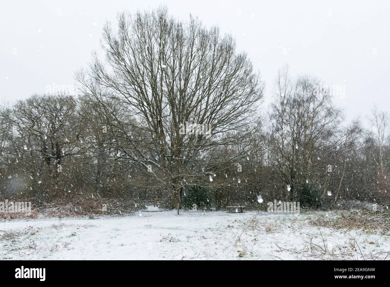 Ruislip, Regno Unito. 8 febbraio 2021. UK Weather: Trees in Poors Field near Ruislip Woods durante le nevi flurries causate da Storm Darcy che ha portato il tempo artico nel Regno Unito dall'Europa. L'Ufficio MET ha emesso gravi avvertenze meteorologiche per i prossimi giorni, poiché si prevede che il clima freddo e nevoso proseguirà. Credit: Stephen Chung / Alamy Live News Foto Stock