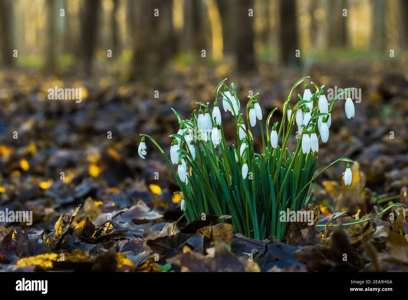 Un grumo di Snowdrops in un legno Dorset con basso sole d'inverno dorato Foto Stock