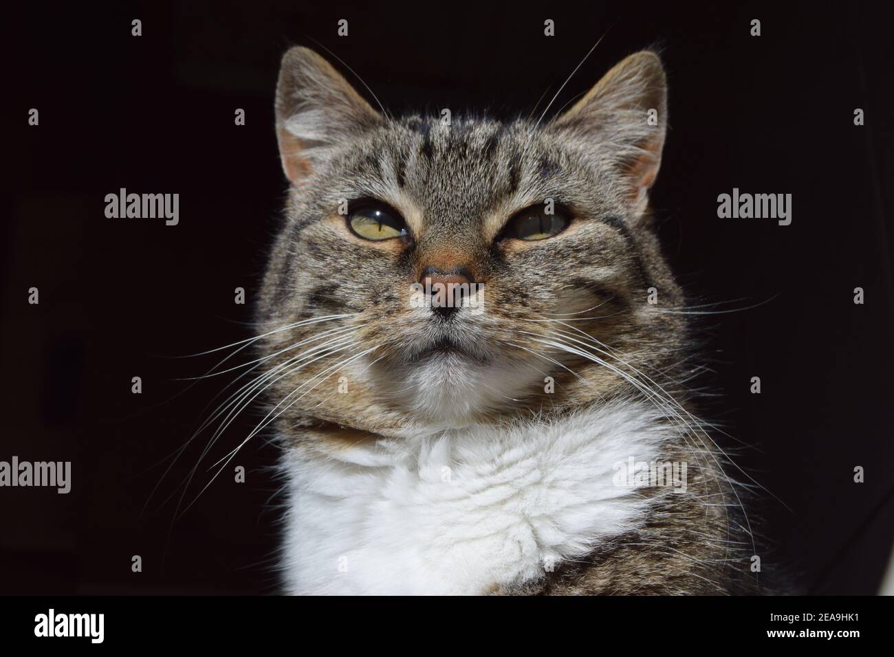 Fronte del gatto del tabby Foto Stock