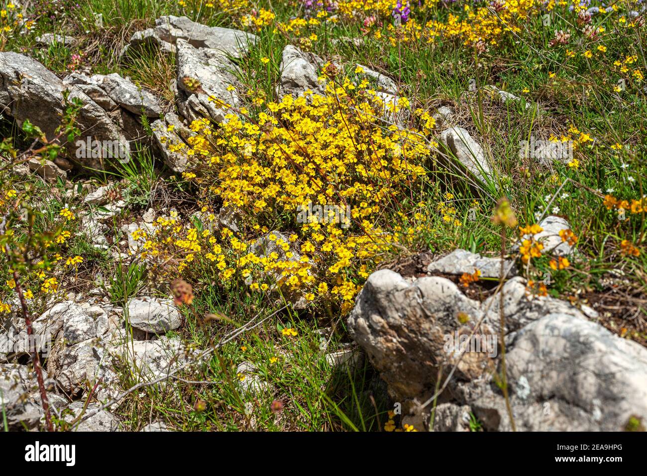 Corroso cespuglio di Eliantemo, Helianthemum hirtum, in un prato di montagna. Abruzzo, Italia, Europa Foto Stock