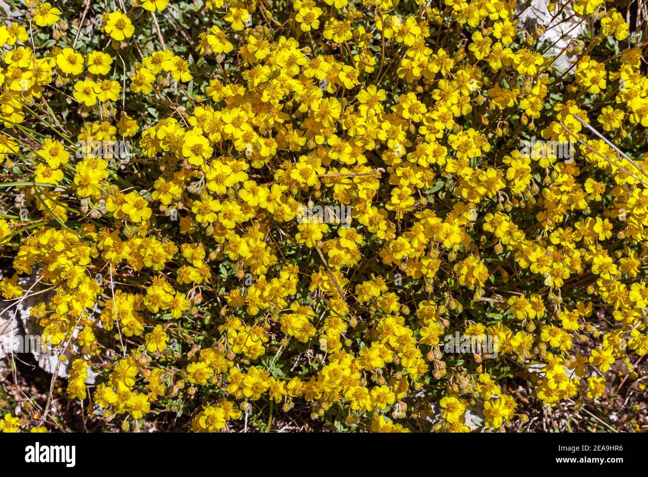 Particolare di un cespuglio di Eliantemo, Helianthemum hirtum, in un prato di montagna. Abruzzo, Italia, Europa Foto Stock