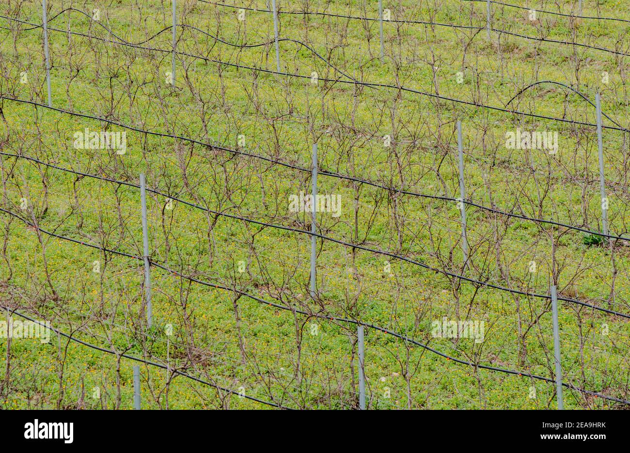 Giovane vigneto nel sud della Spagna. Foto Stock