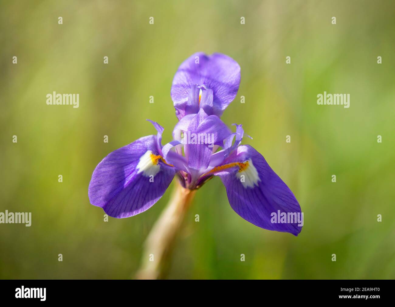 Gynandriris sisyrinchium, il barbaro noci fiorire in campo, Spagna. Foto Stock