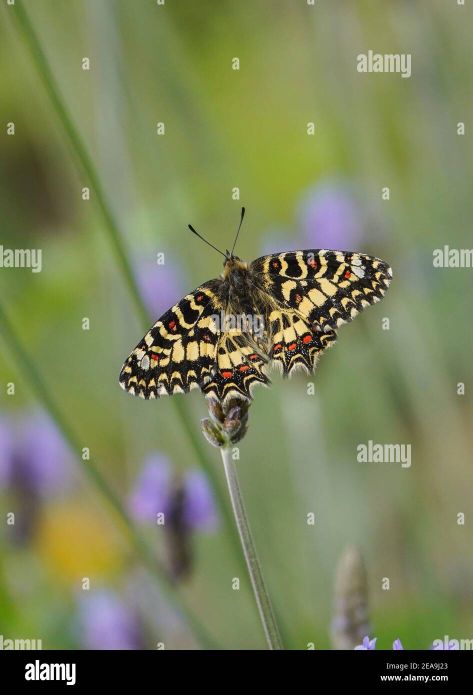 Festone spagnolo, farfalla, (Zerynthia rumina), sulla lavanda, Andalusia, Spagna. Foto Stock