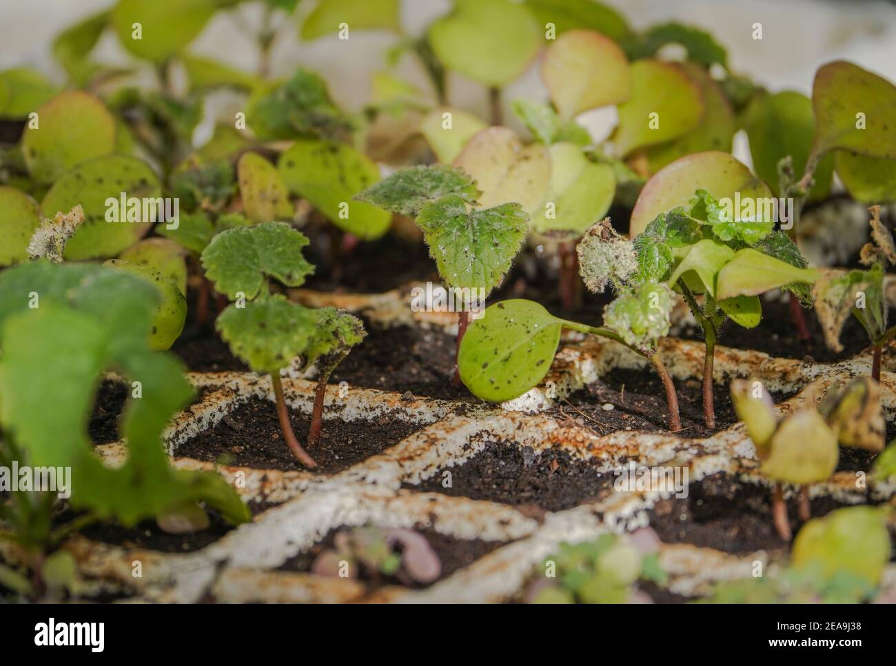 Giovani piante di onestà annuale (Lunaria annua) che crescono in vassoio di semi Foto Stock