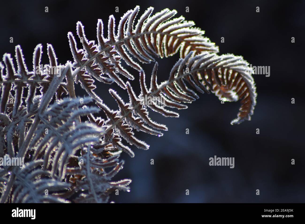 Smerigliato fronde di felce Foto Stock