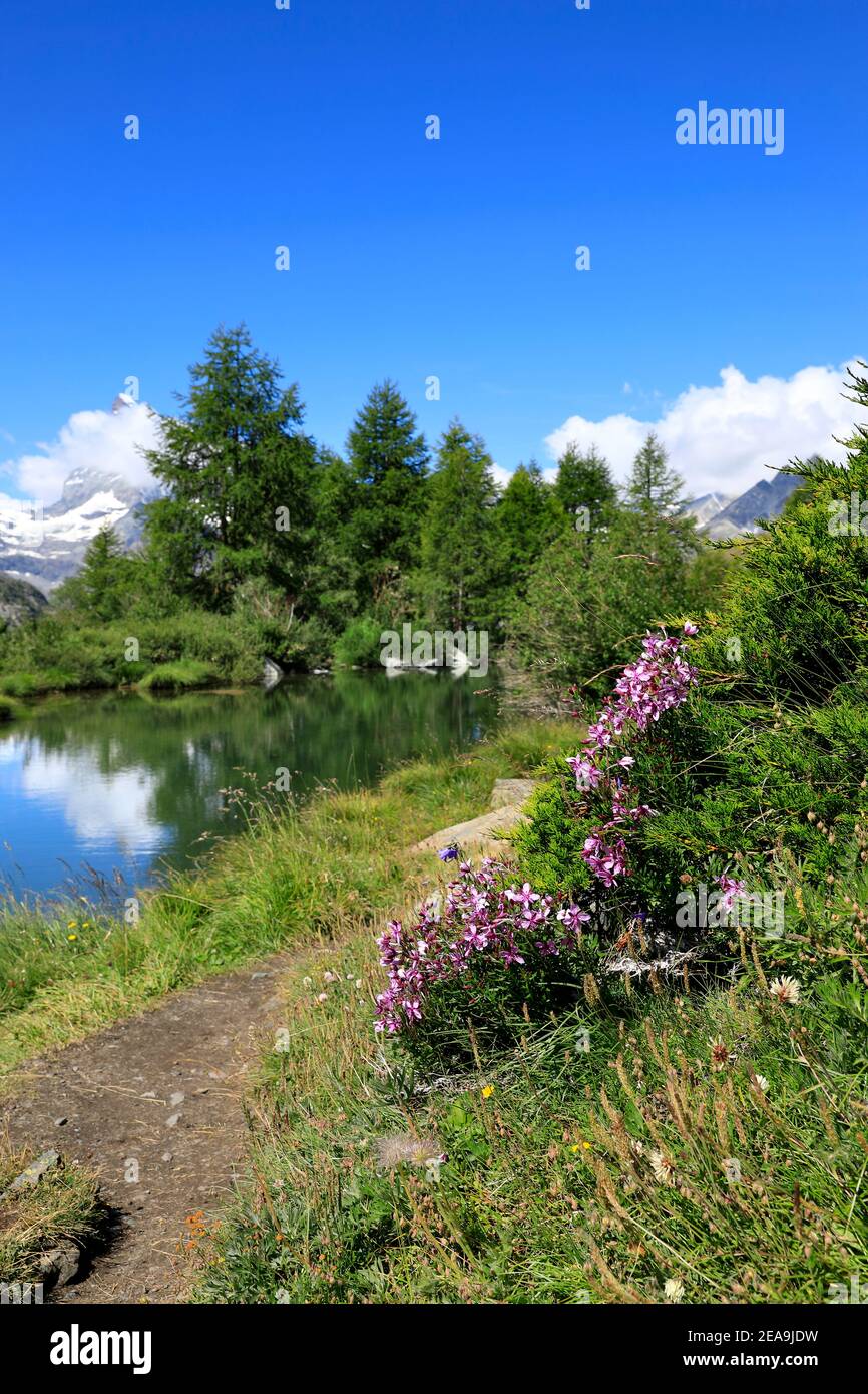 Splendidi fiori alpini sul lago Grindjisee nelle alpi svizzere, Zermatt, Svizzera 2020 Foto Stock