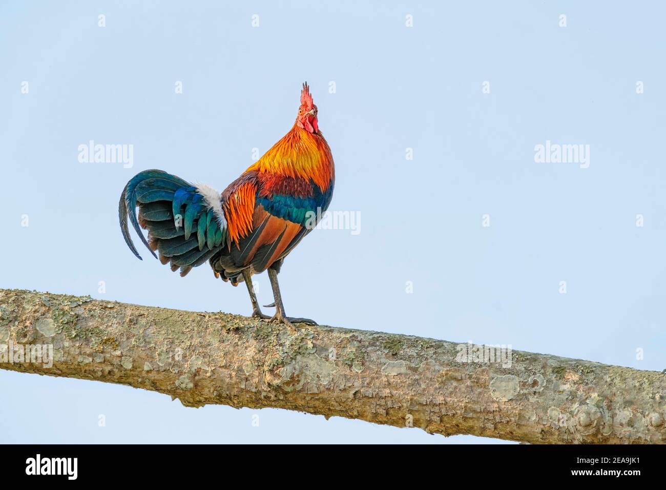 Red Jungle Fowl (Gallus gallus) si trova sul ramo dell'albero. Kaziranga National Park, Assam, India Foto Stock