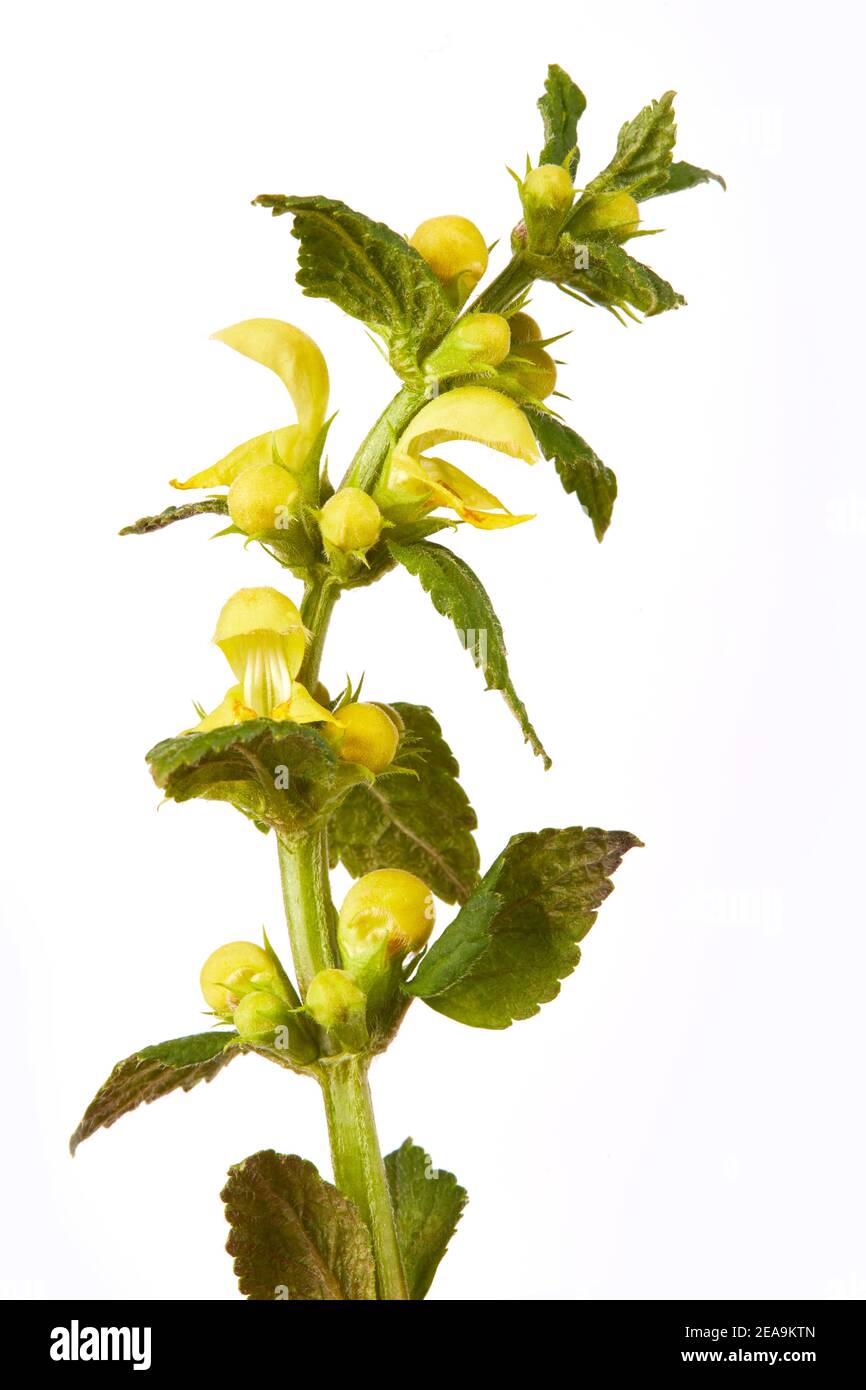 Galeobdolon luteum giallo fiorito (Lamium galeobdolon, pianta arcangelo) isolato su sfondo bianco Foto Stock