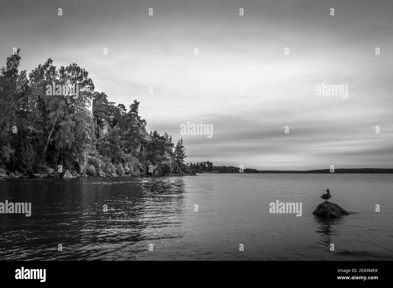 Uccello solitario sul lago vicino alla foresta. Bianco e nero Foto Stock