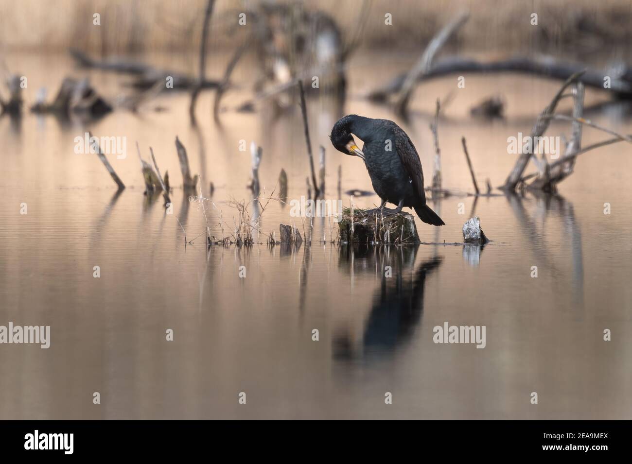 Grande cormorano (Phalacrocorax carbo) in piedi su un ceppo nel mezzo dello stagno che pulisce le sue piume, Grande riflessione cormorano in acqua Foto Stock