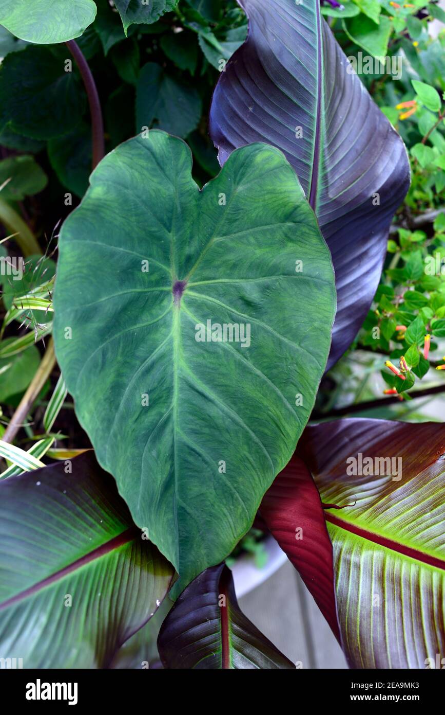 Colocasia esculenta Pink Cina, ensete ventricosum maurelii, banana, foglie, fogliame, esotico, tropicale, schema di piantagione mista, combinazione di piantagione mista, trop Foto Stock