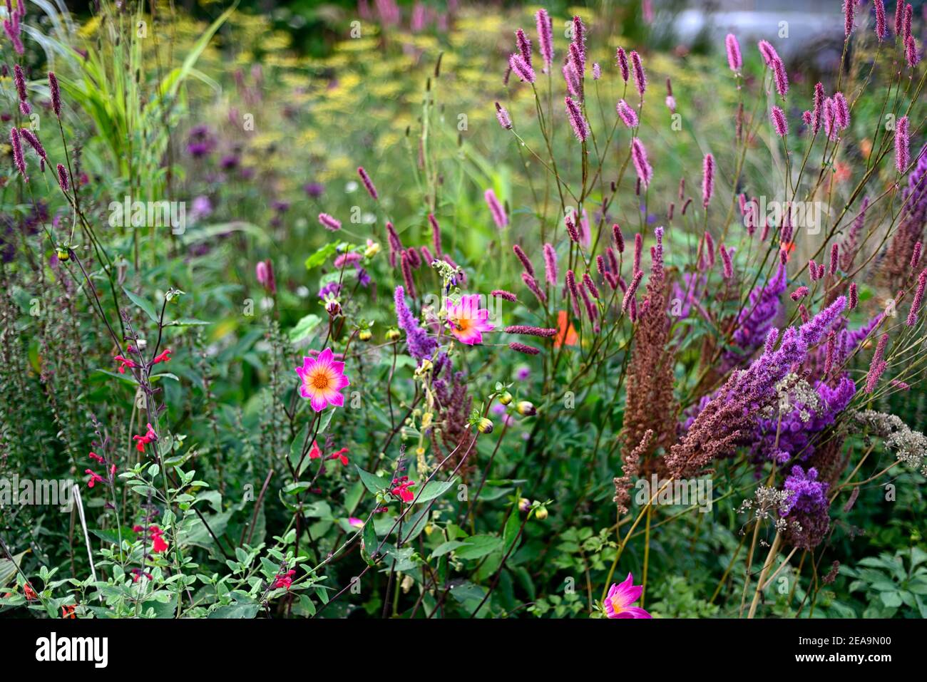 dahlia Bright Eyes,dahlia border,Sanguisorba Pink September,sanguisorbas,pink bottlebrush flowers,Astilbe chinensis var Tacquetii Purpurlanze, viola AN Foto Stock