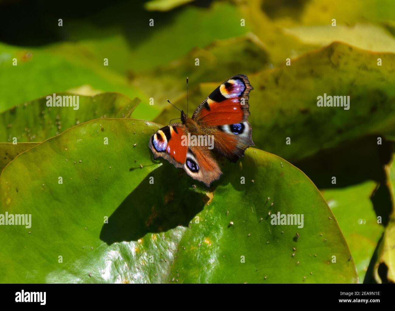 Una farfalla di pavone poggia su una foglia di giglio d'acqua in un parco. Foto Stock