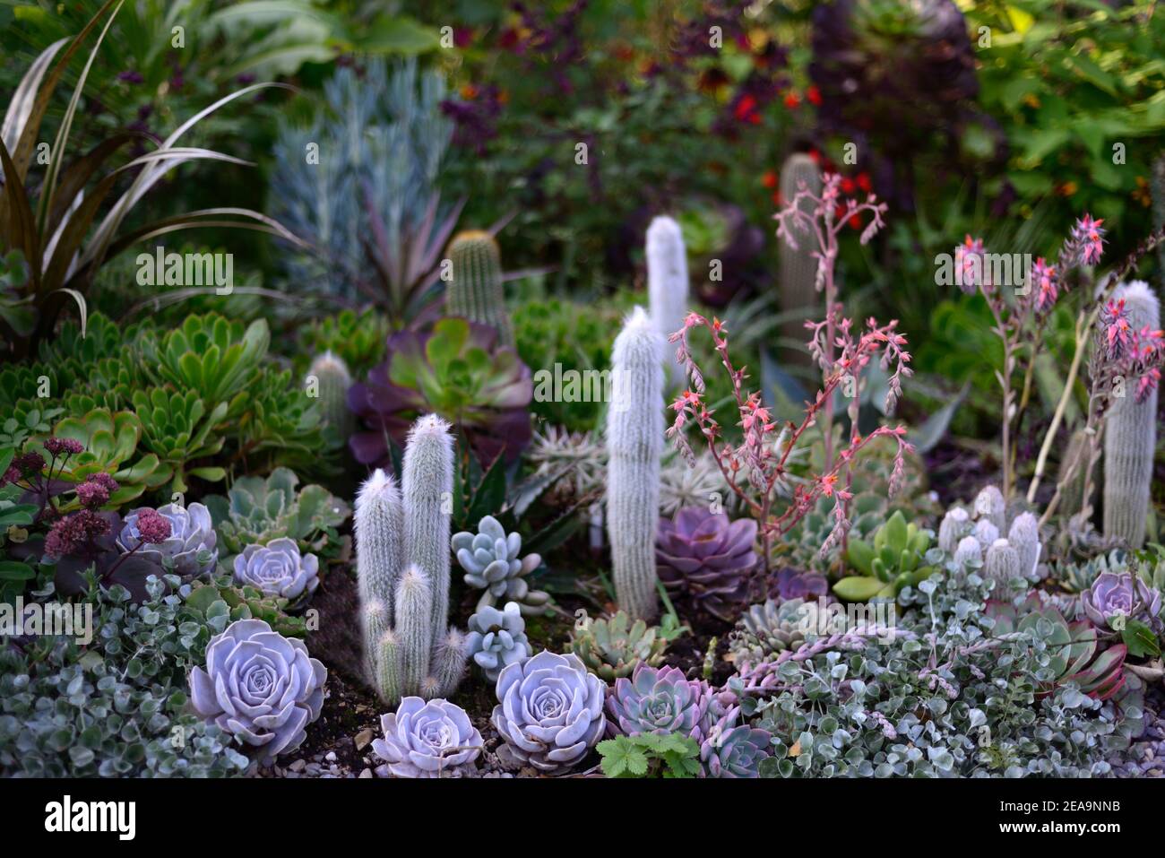 succulente misto e cactus, giardino succulento, giardino cactus, misto succulente e cactus, fiore succulento, succulente Fiori, echeveria serrature ricci, Cleistoc Foto Stock