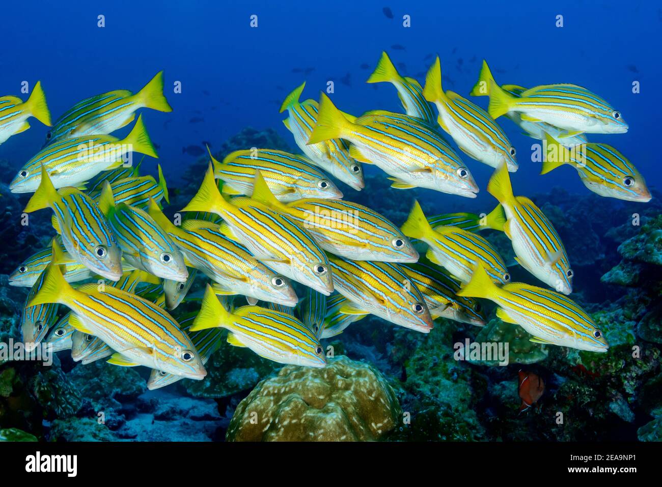 Scuola di dentice blu-oro (Lutjanus viridis), Cocos Island, Costa Rica, Pacifico, Oceano Pacifico Foto Stock