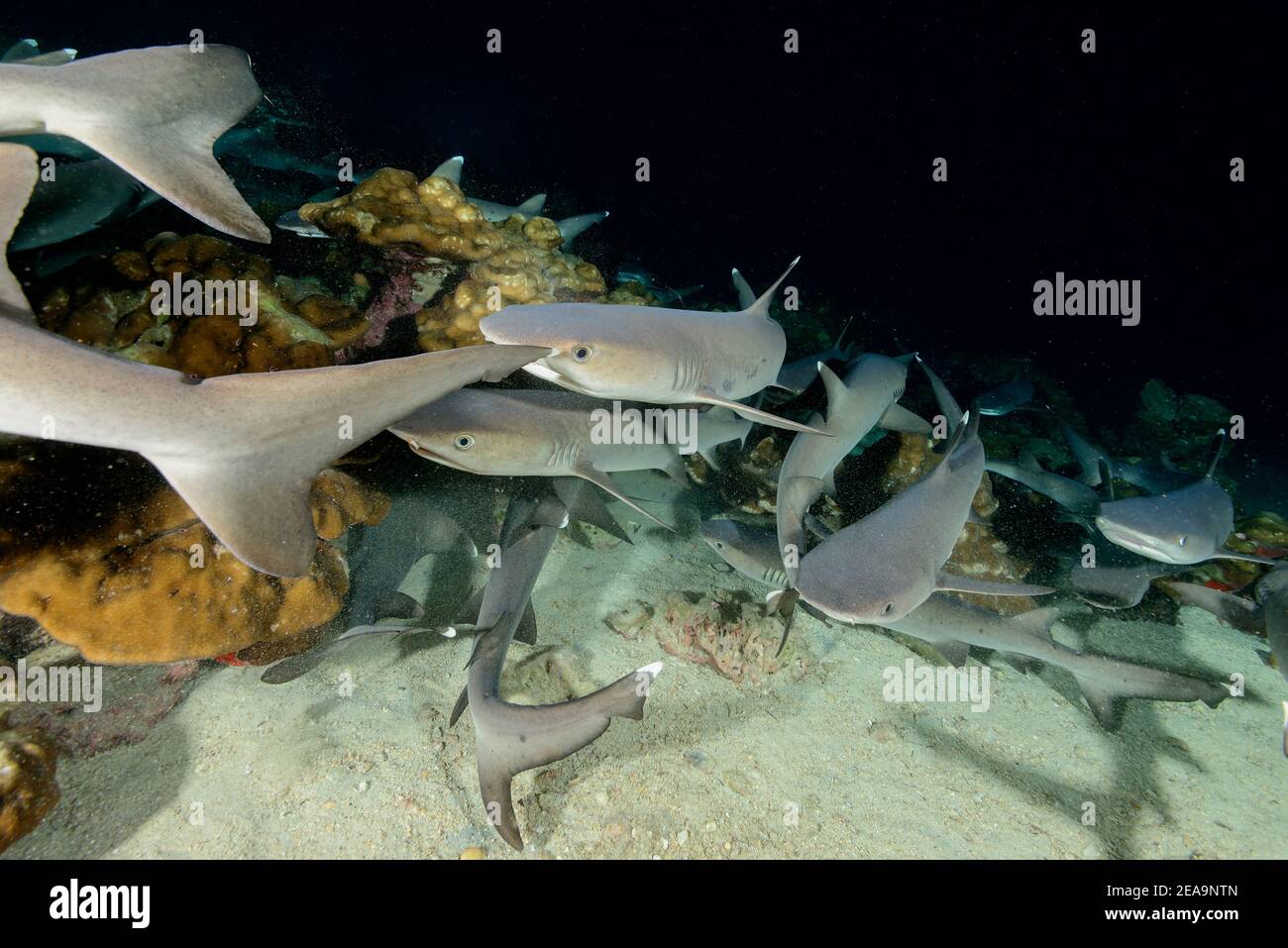 Squalo reef Whitetip (Triaenodon obesus) che dorme sul fondale marino, isola Cocos, Costa Rica, Pacifico, Oceano Pacifico Foto Stock