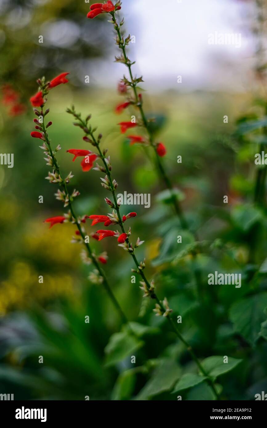 Salvia coccinea Yucatan, Sage tropicale selvaggio, fiori rossi, salvia fioritura rossa, salvia, RM Floral Foto Stock