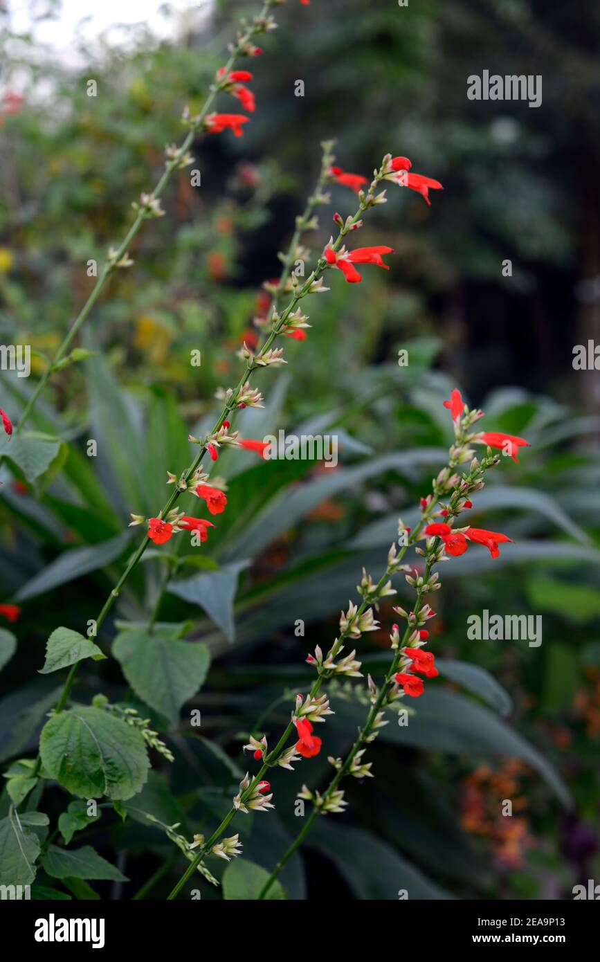 Salvia coccinea Yucatan, Sage tropicale selvaggio, fiori rossi, salvia fioritura rossa, salvia, RM Floral Foto Stock
