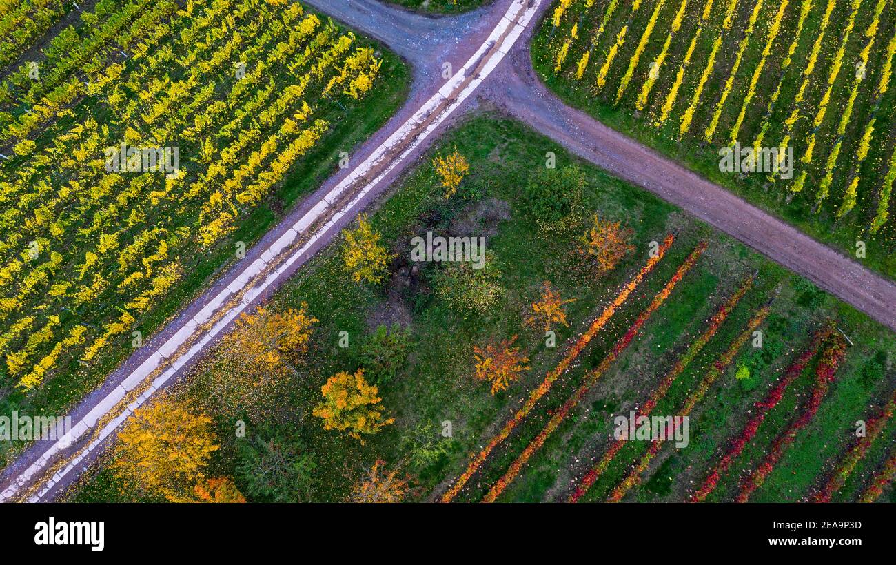 Vigneti vicino Ayl-Biebelhausent, Valle di Saar, Renania-Palatinato, Germania Foto Stock