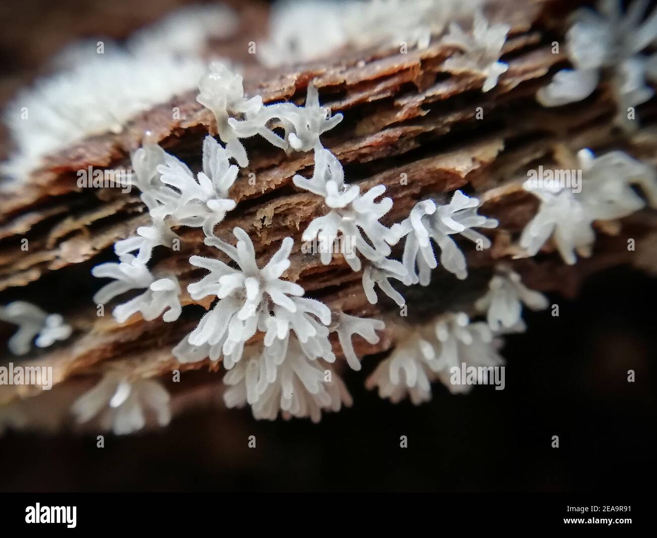 primo piano della natura nella foresta, funghi Foto Stock