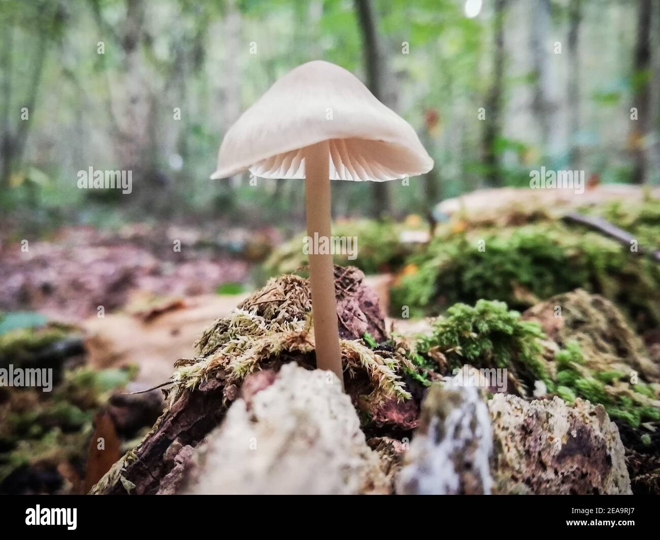 Cofano in nitroso. Primo piano della natura nella foresta, funghi Foto Stock