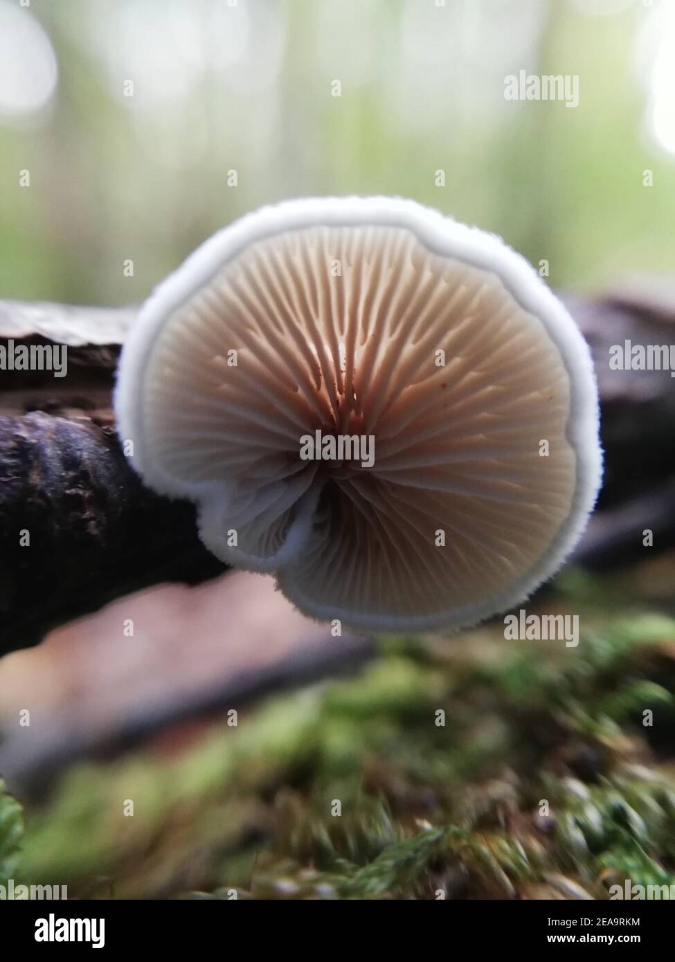 primo piano della natura nella foresta, funghi Foto Stock