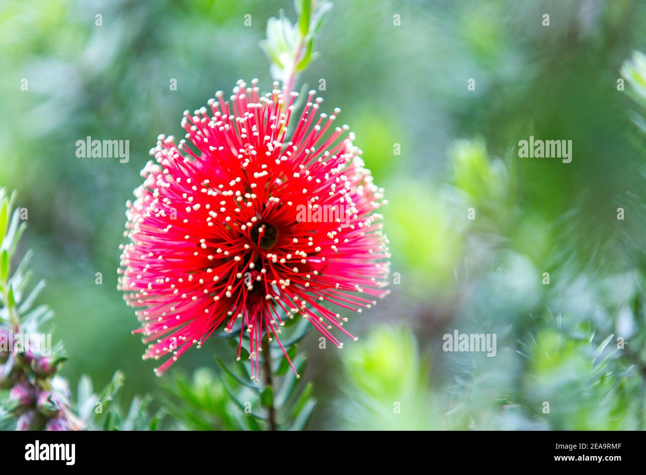 Un Callistemon Citrinus in fiore rosso a Madeira Foto Stock