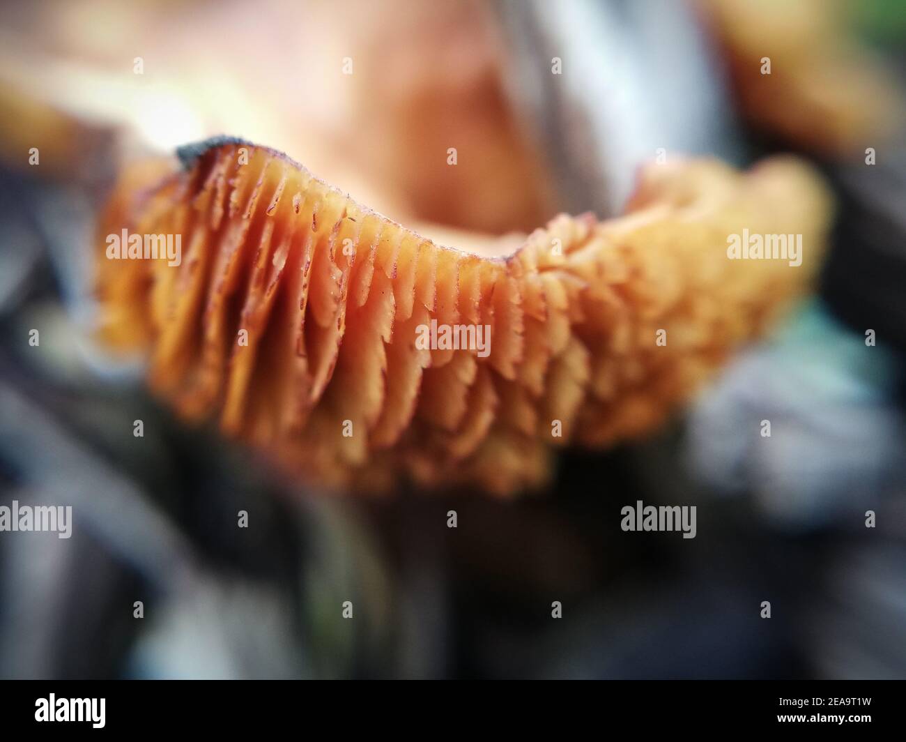 primo piano della natura nella foresta, funghi Foto Stock