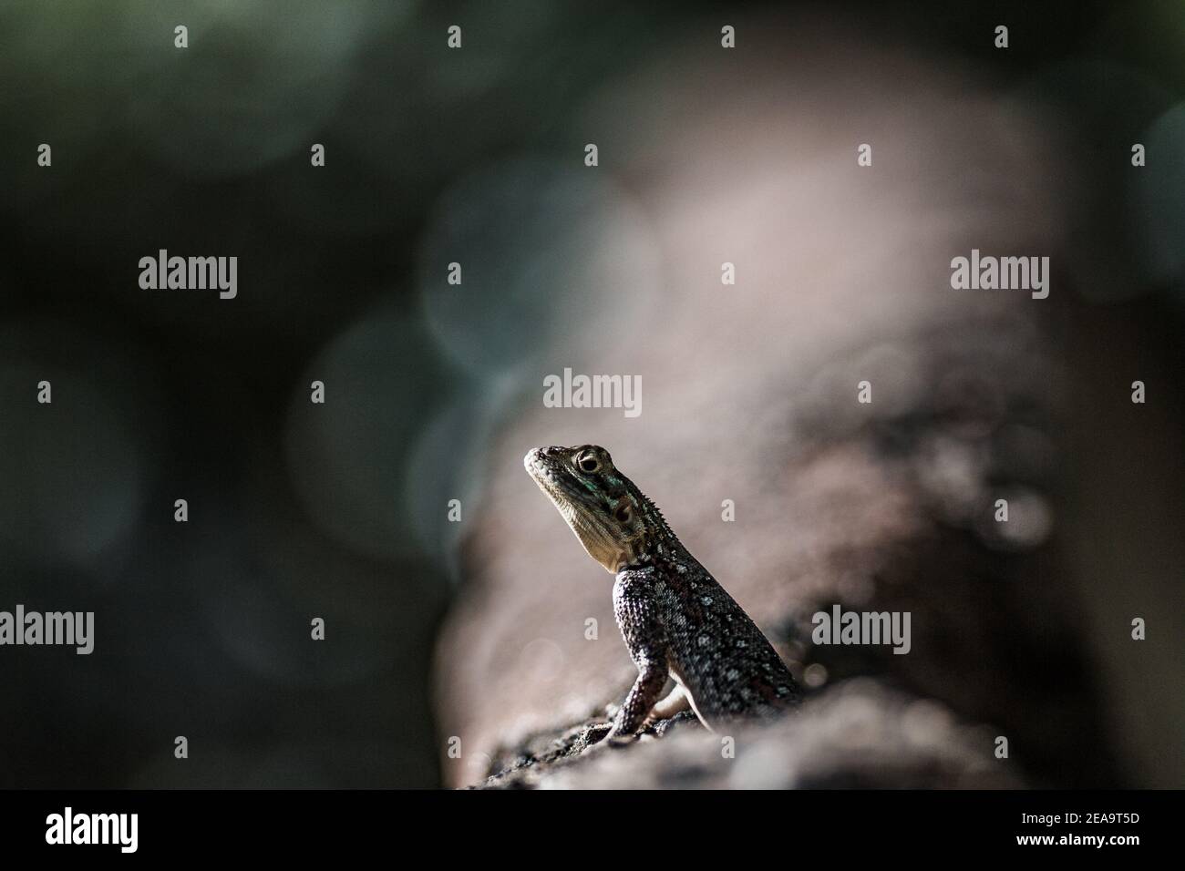 Varietà delle immagini Foto Stock