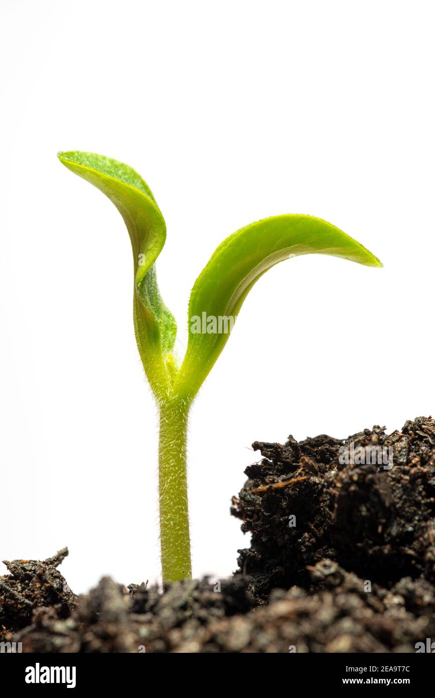 Colpo verticale di un giovane germoglio di zucchine in terreno isolato su bianco. Foto Stock