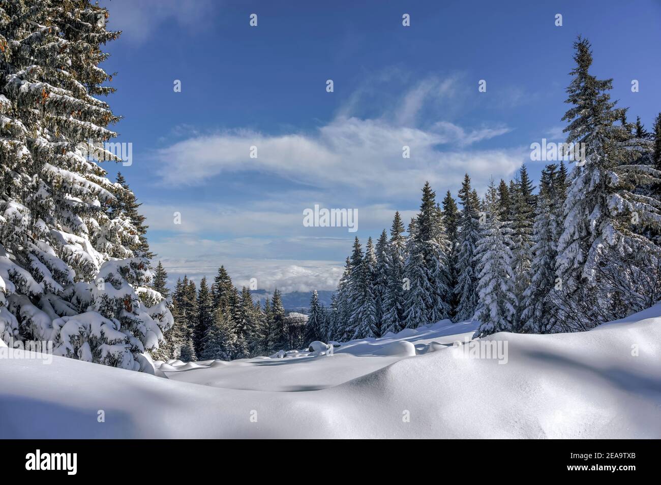 Inverno sul Monte Vitosha; Bulgaria Foto Stock