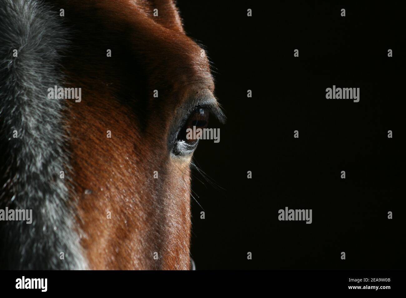 Lo sguardo morbido di un cavallo Foto Stock