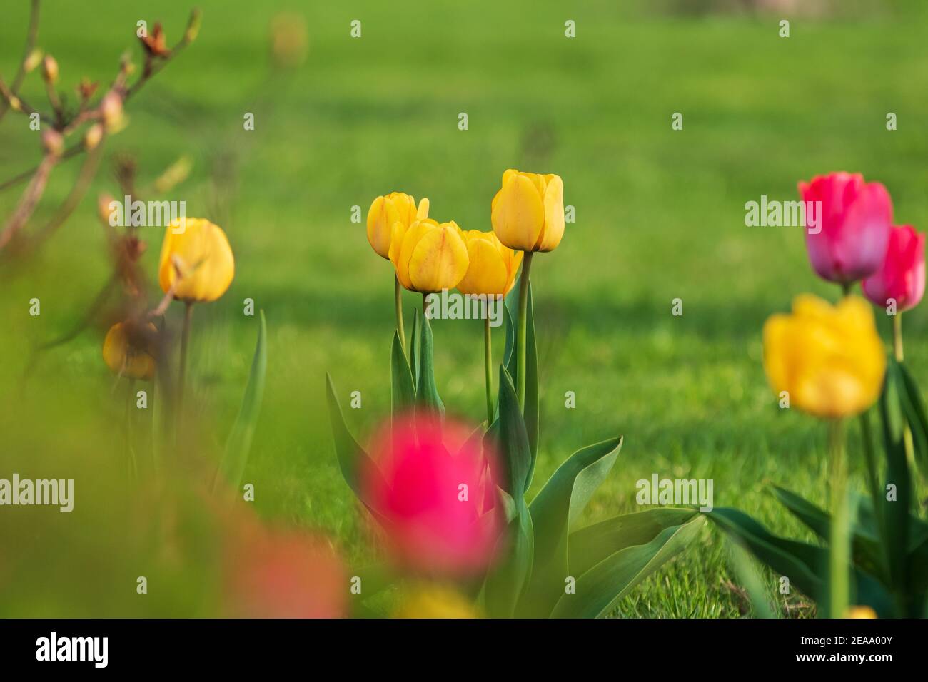 tulipani di fiori primaverili su un prato verde Foto Stock
