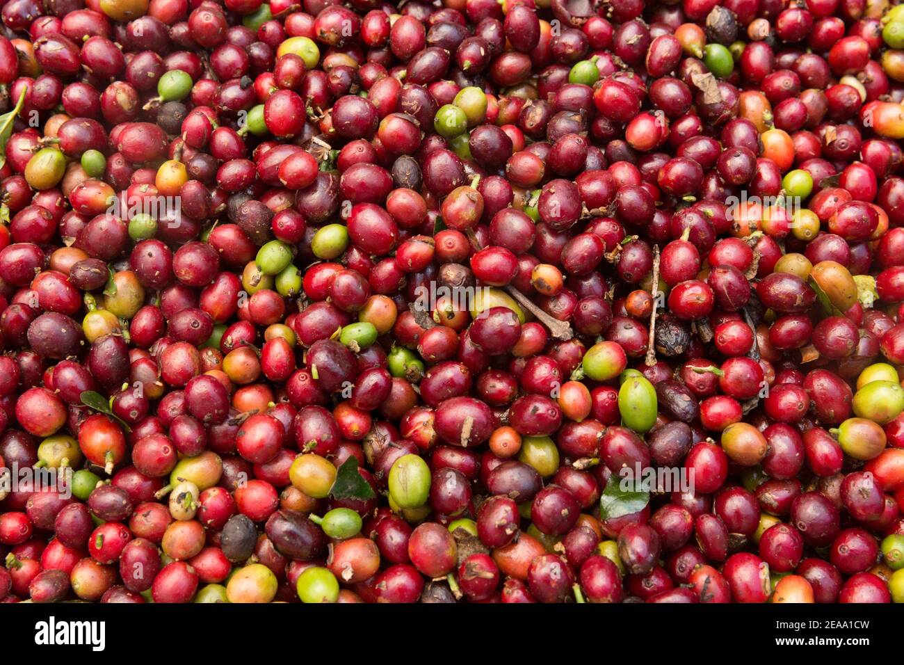Chicchi di caffè rossi appena prelevati. Foto Stock