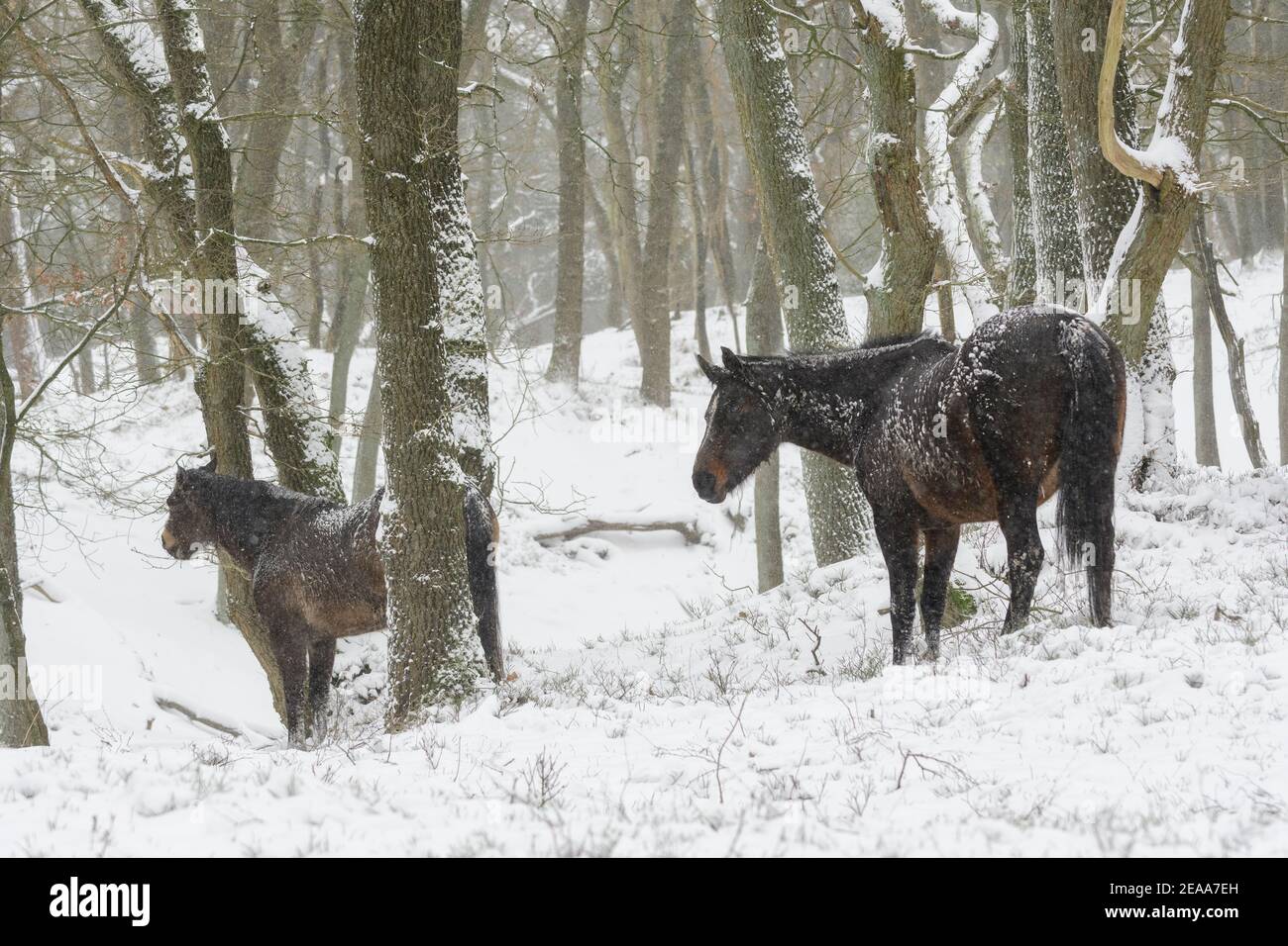 Due cavalli selvatici (New Forest Pony) in una foresta di querce con neve sugli alberi e. sui cavalli Foto Stock